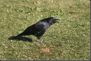 Crow acting funny