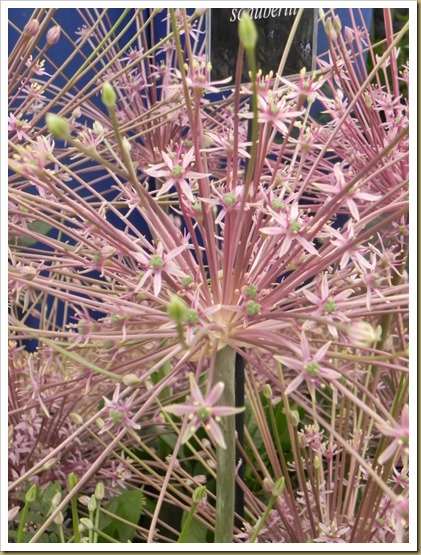 Allium Christophii at the Warmenhoven stand. DSCN9012