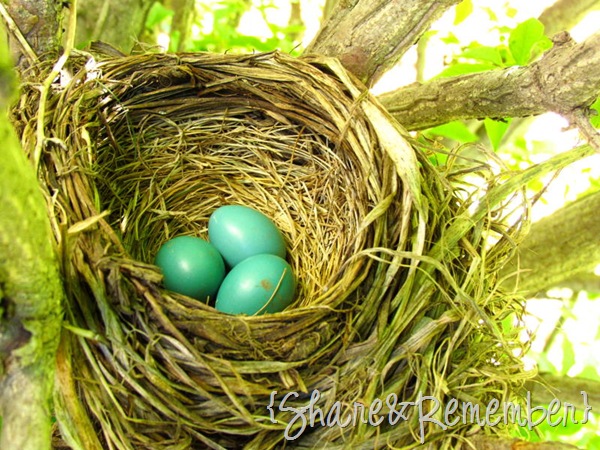 [nest2012sm%255B2%255D.jpg]