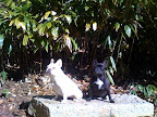 Fala and Winnie: Strike a pose!