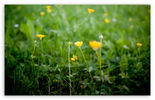 [buttercup_flowers-t2%255B2%255D.jpg]