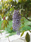 Can anyone resist the charms of a fully flowered truss of wisteria blooms? Fragrant, beautiful, and evocative - and the bees go wild for it.