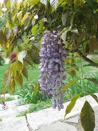 Can anyone resist the charms of a fully flowered truss of wisteria blooms? Fragrant, beautiful, and evocative - and the bees go wild for it.