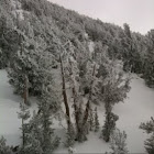 pine trees
