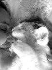 Delilah with her human mom and BFF who adopted her after her first family moved and left her behind. Delilah with her human mom and BFF who adopted her after her first family moved and left her behind.