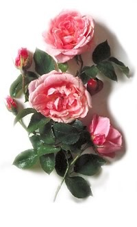 [rose_group_7%255B3%255D.jpg]
