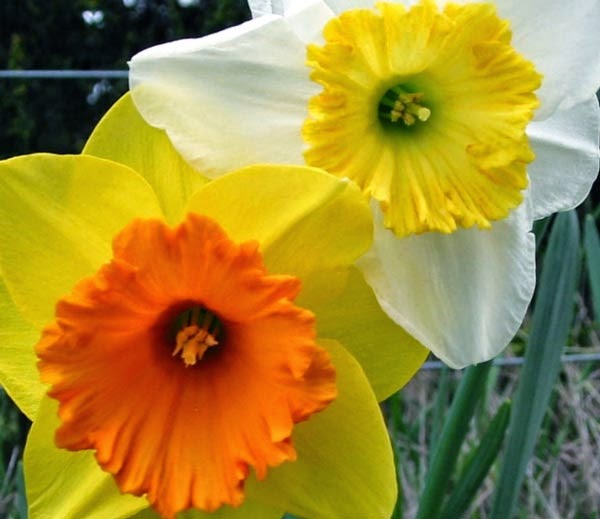 [Daffodils%2520012%255B5%255D.jpg]