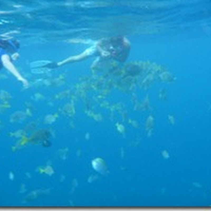 Snorkeling in Cabo San Lucas