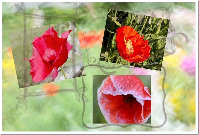 poppie mosaic