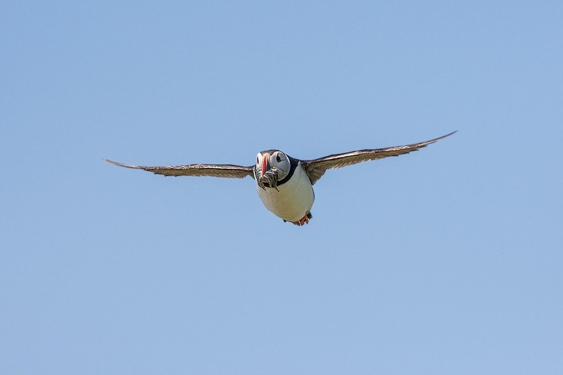 Farne Island Puffin