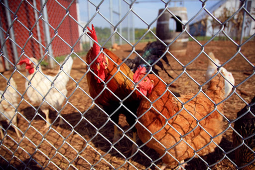 A rooster and several hens watch the KSMU crew from inside their coop. (Photo credit: Alex Crowder)