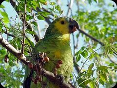copo_loro_hablador copo_loro_hablador