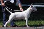 Bullyview Little White Man