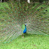 Beautiful peacock, in full bloom