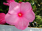 Hibiscus 'Winter Hardy'