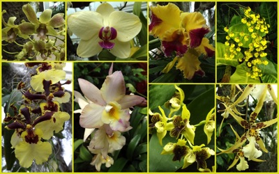 yellow orchids