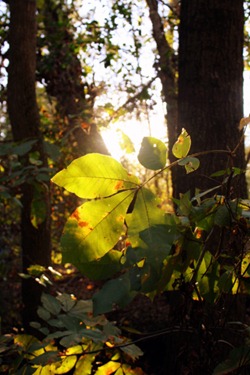 Pumpkin Spice Lattes, Friends, and Walking Trails 126-1