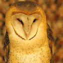 Barn Owl