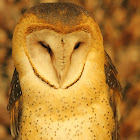 Barn Owl