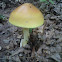 Mushroom