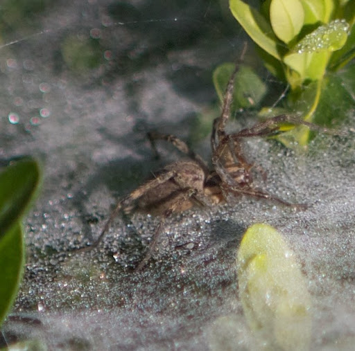 Look! It's a wolf spider, a very robust and agile hunter with excellent eyesight, which is little wonder since wolf spiders have eight eyes! Look! It's a wolf spider, a very robust and agile hunter with excellent eyesight, which is little wonder since wolf spiders have eight eyes!
