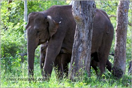 _P6A1706_wild_elephants_mudumalai_bandipur_sanctuary 