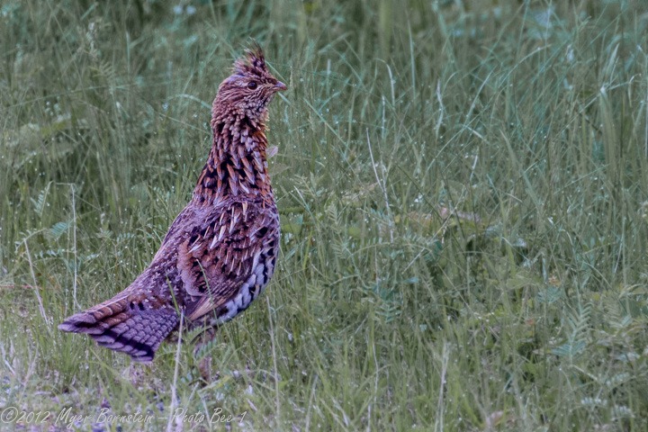 [Ruffed%2520Grouse%2520_D8C6321-Edit%2520June%252017%252C%25202012%2520NIKON%2520D800%255B3%255D.jpg]