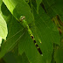 Eastern.pondhawk.dscn5490