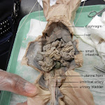 fetal_pig_bladder_labeled.jpg