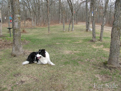 Lawn is greening up March 23