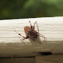 Spotted Orbweaver
