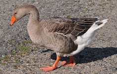 DSC_2043.JPG