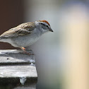 Chipping Sparrow