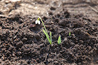 The snowdrop, or Galanthus, often flowers in winter.  These plants have a substance in them called galantamine which is often used in the treatment for Alzheimer's.