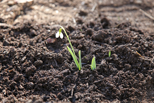 The snowdrop, or Galanthus, often flowers in winter.  These plants have a substance in them called galantamine which is often used in the treatment for Alzheimer's.