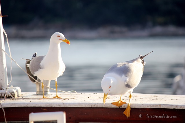 [IMG_5535_watermark5.jpg]
