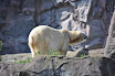 DSC_0115-1.JPG