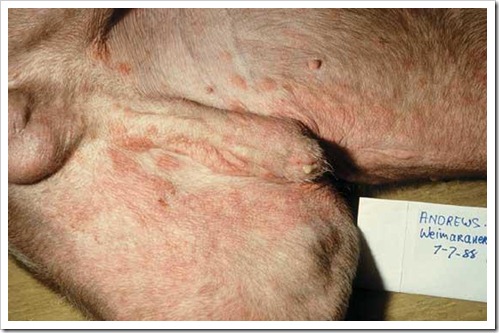 skinallergy