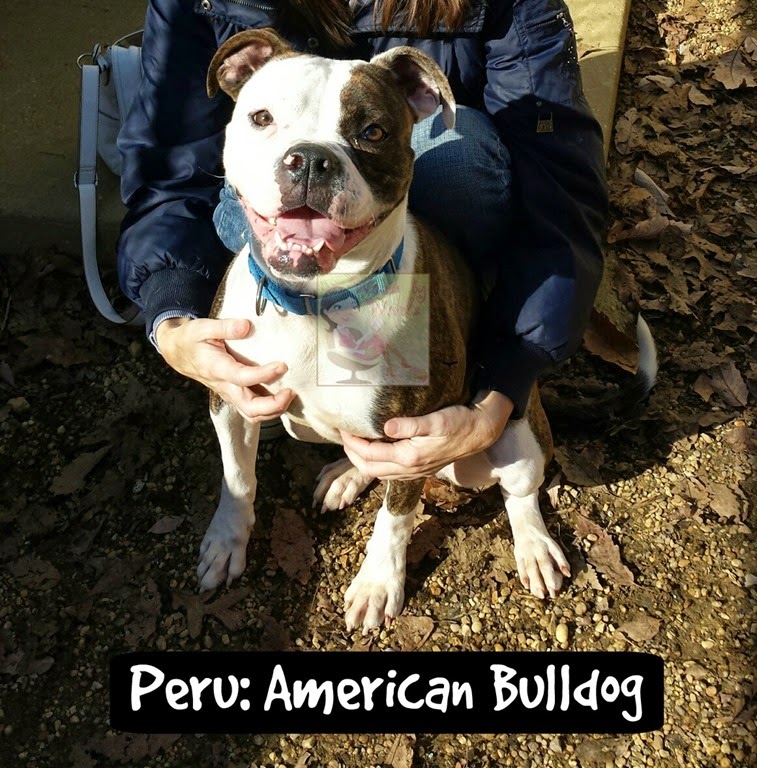 [Peru-American-Bulldog4.jpg]