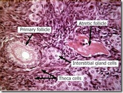 Folikel atresia