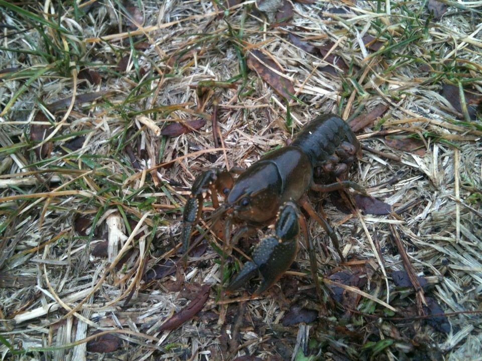 [crawdad%255B2%255D.jpg]