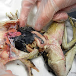 frog_liver_eggs.JPG