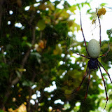 This Spider Was As Big As My Hand - Dravuni Island, Fiji