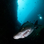Ragged tooth shark