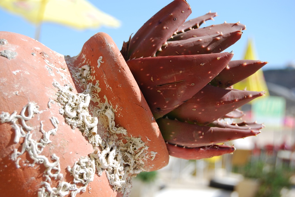 [DSC_0524%255B5%255D.jpg]