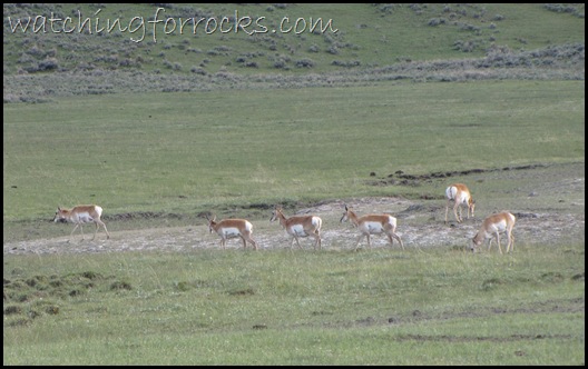 IMG_1769 Pronghorn