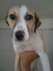 MAGALY
Coqueta perrita, muy cariñosa, alegre, juguetona, le encantan los cariñitos.