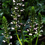 IMG_1100_1_2_white_flower_stalks.jpg