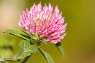 tamron180reviewsample-1