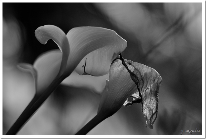 DSC_6343 DSC_6343